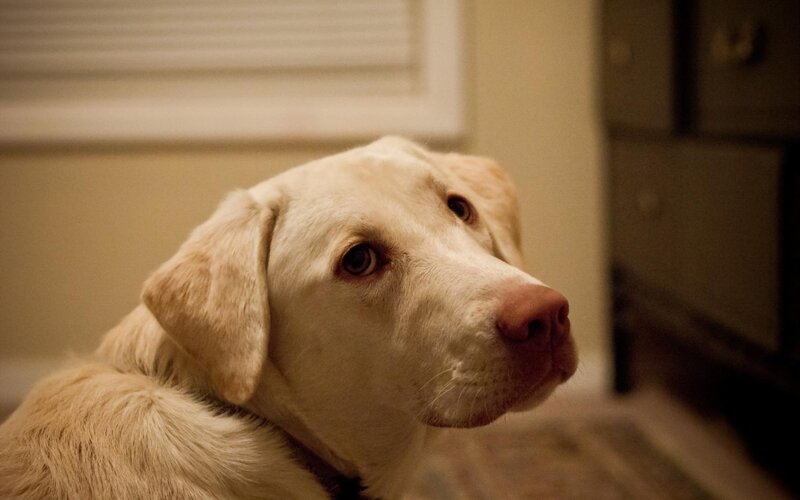 Yellow Labrador Dog — Beige, Calm, Photograph