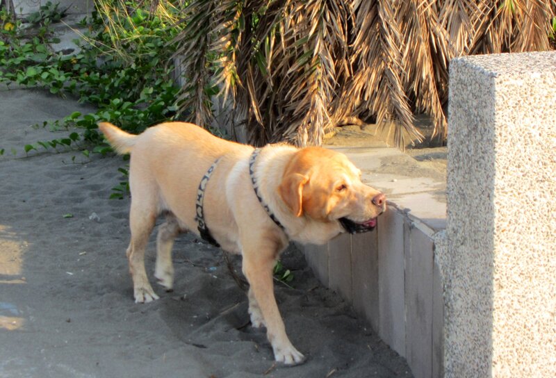 Yellow Labrador Dog — Beige