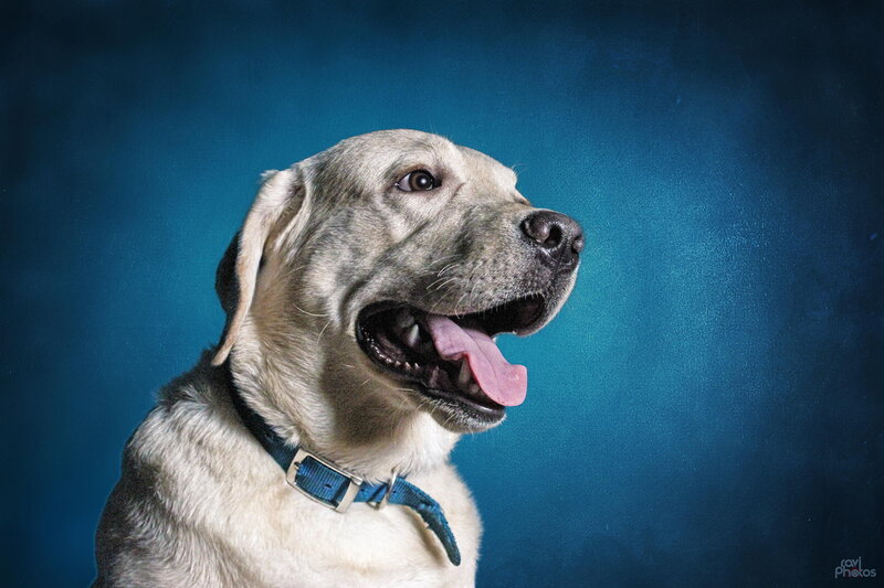 Yellow Labrador Dog — Blue, Calm