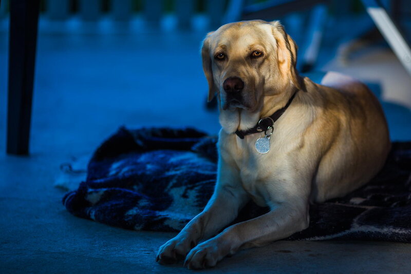 Yellow Labrador Dog — Blue