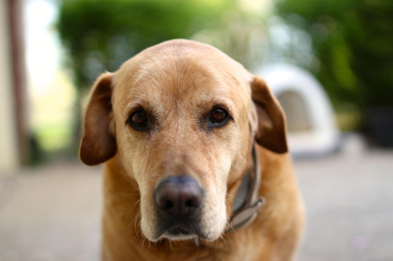 Yellow Labrador Dog — Brown, Calm, Afternoon, Photograph