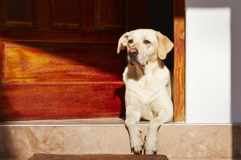 Yellow Labrador Dog — Brown, Calm, Afternoon