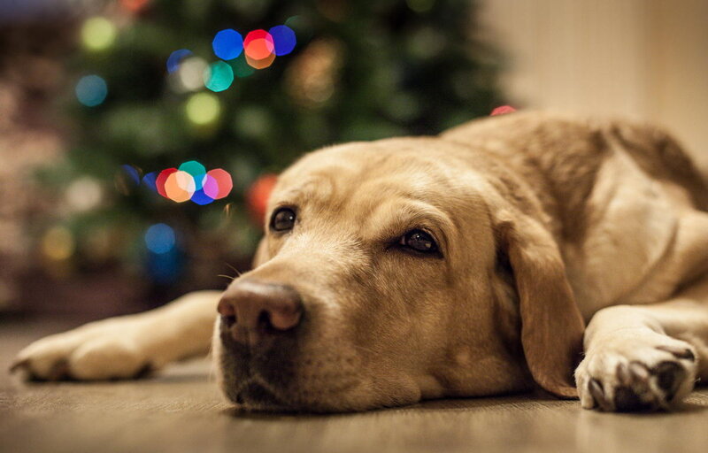 Yellow Labrador Dog — Brown, Calm, Night, Photograph