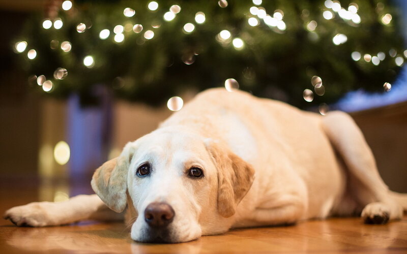 Yellow Labrador Dog — Brown, Calm, Night