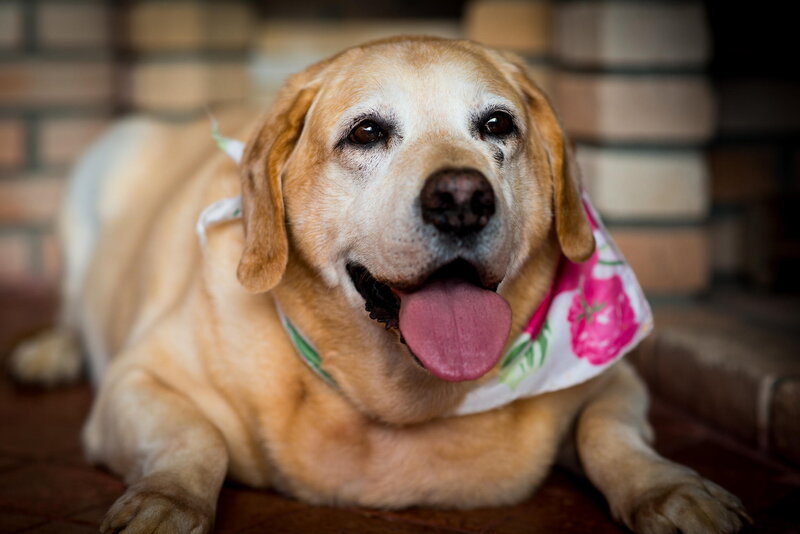 Yellow Labrador Dog — Brown, Calm, Photograph, Bandana