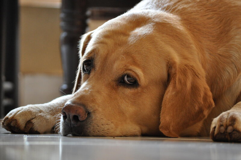 Yellow Labrador Dog — Brown, Calm, Photograph, Floor