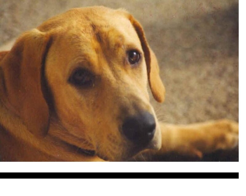 Yellow Labrador Dog — Brown, Calm, Photograph