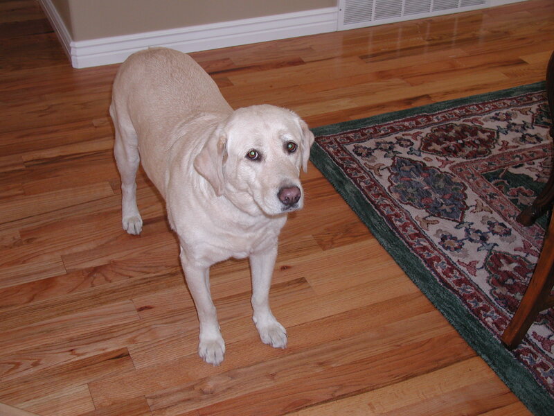 Yellow Labrador Dog — Brown, Calm, Photograph, Wood Floor