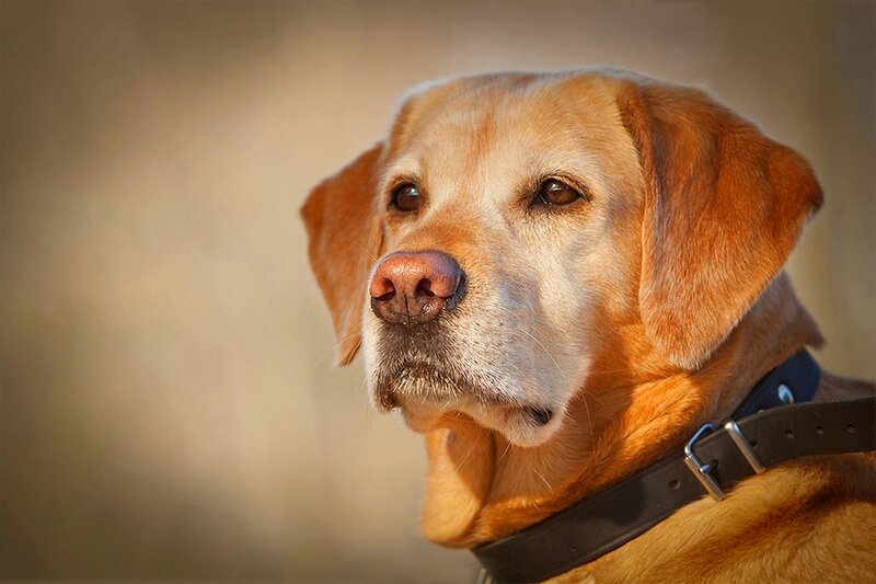 Yellow Labrador Dog — Brown, Calm