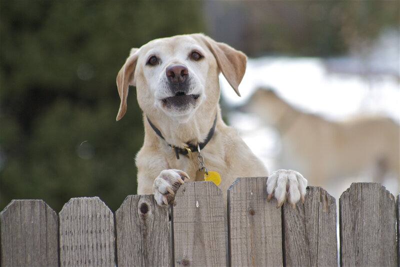 Yellow Labrador Dog — Brown, Curious