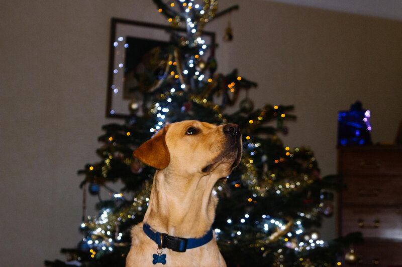 Yellow Labrador Dog — Brown, Festive