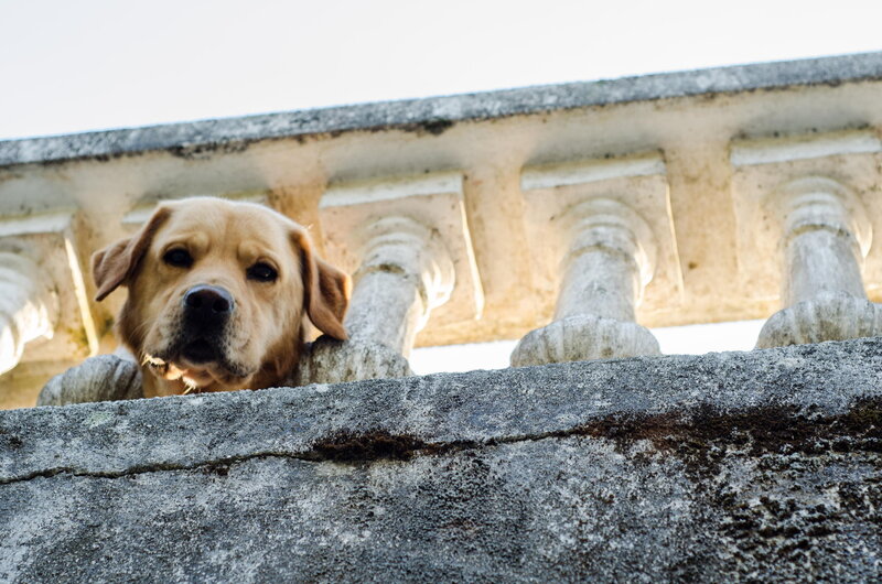 Yellow Labrador Dog — Gray