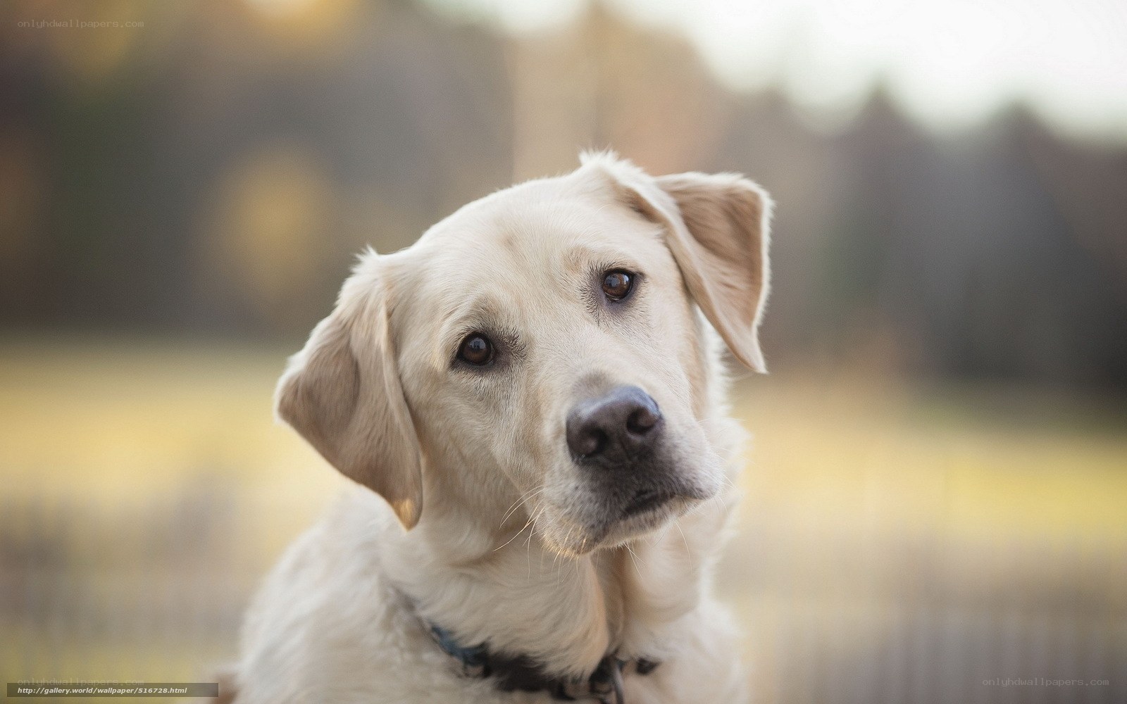 yellow labrador dog portrait