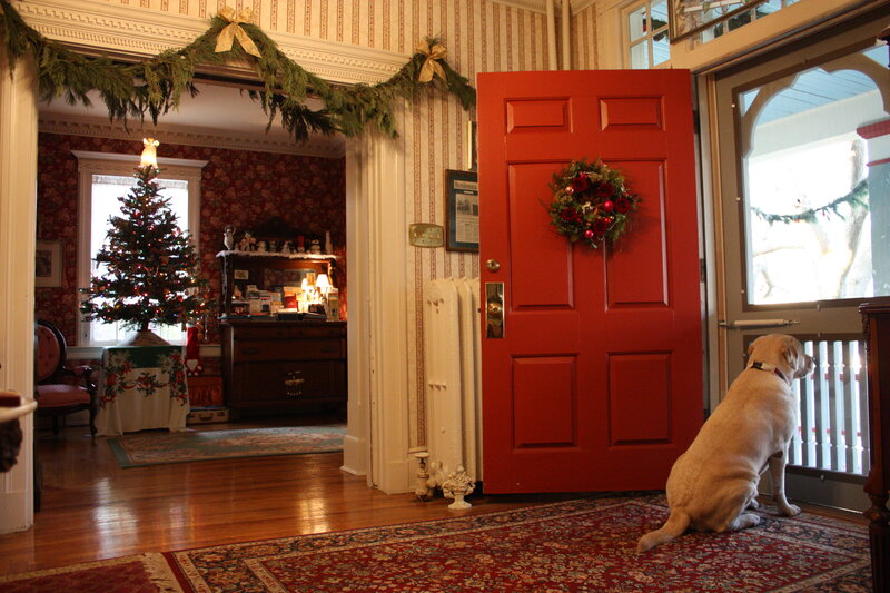 Yellow Labrador Dog — Red, Festive
