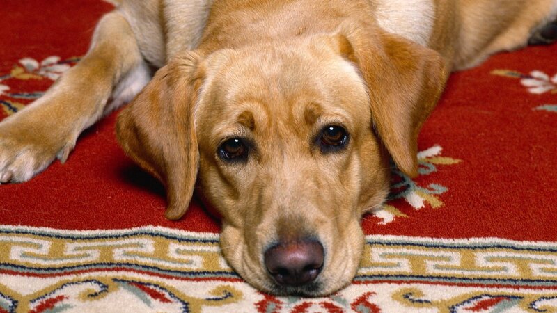 Yellow Labrador Dog — Red
