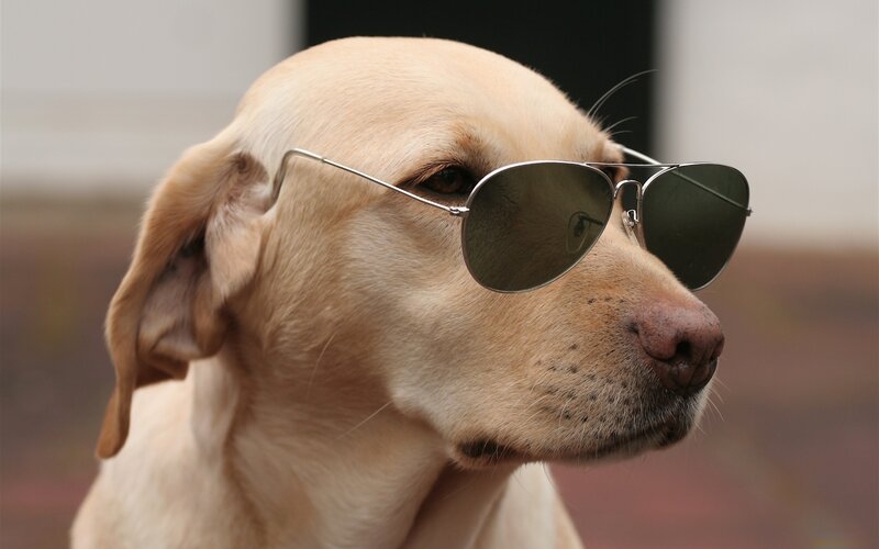 Yellow Labrador Dog — Tan