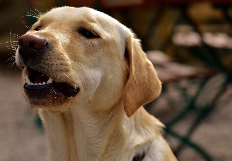 yellow labrador dog