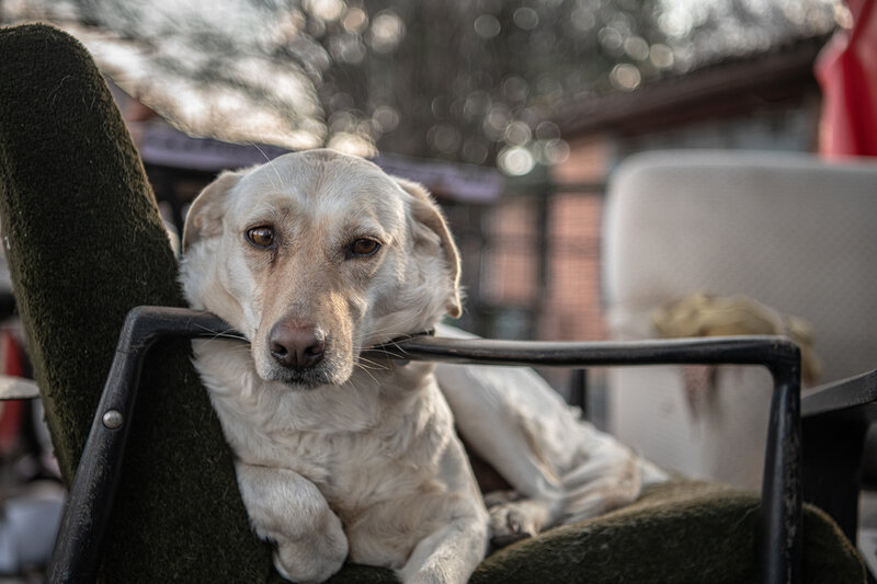 Yellow Labrador Dog — White, Calm, Afternoon, Photograph, Chair