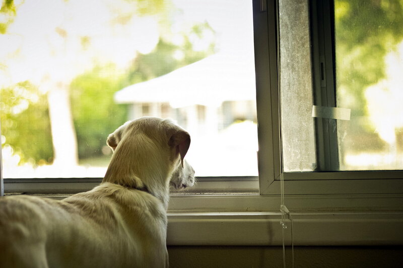 Yellow Labrador Dog — White, Calm, Afternoon