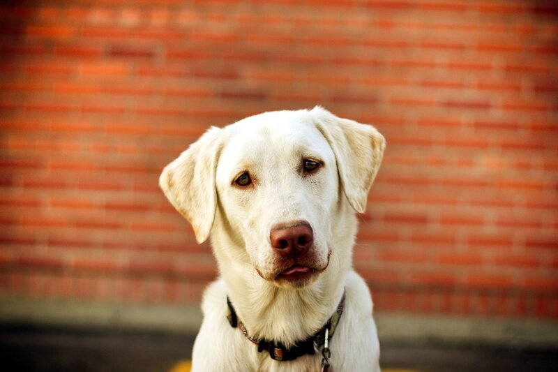 Yellow Labrador Dog — White, Calm, Photograph, Brick Wall