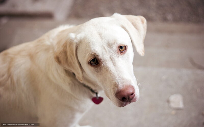 Yellow Labrador Dog — White, Calm, Photograph, Collar