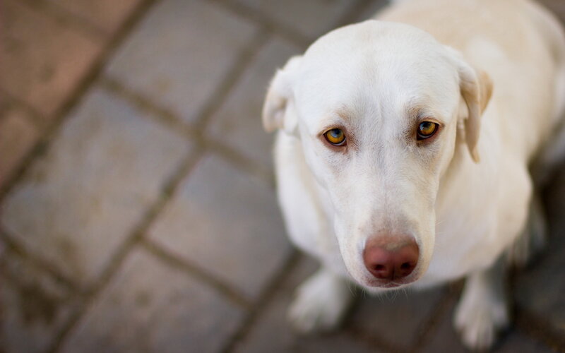 Yellow Labrador Dog — White, Calm, Photograph, Pavement
