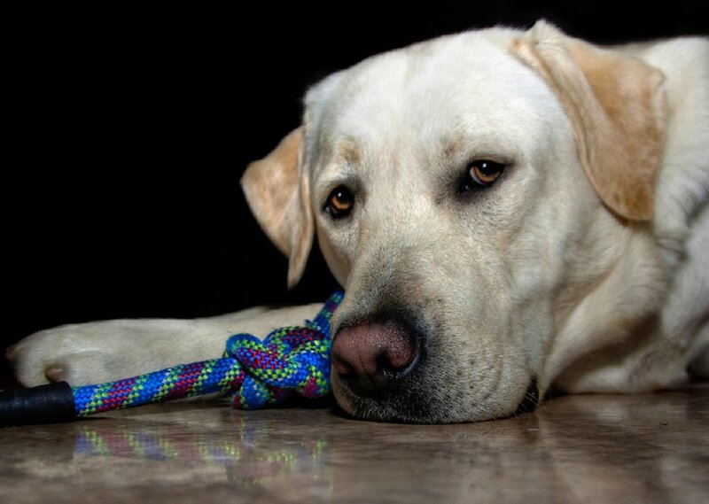Yellow Labrador Dog — White, Calm, Photograph, Rope