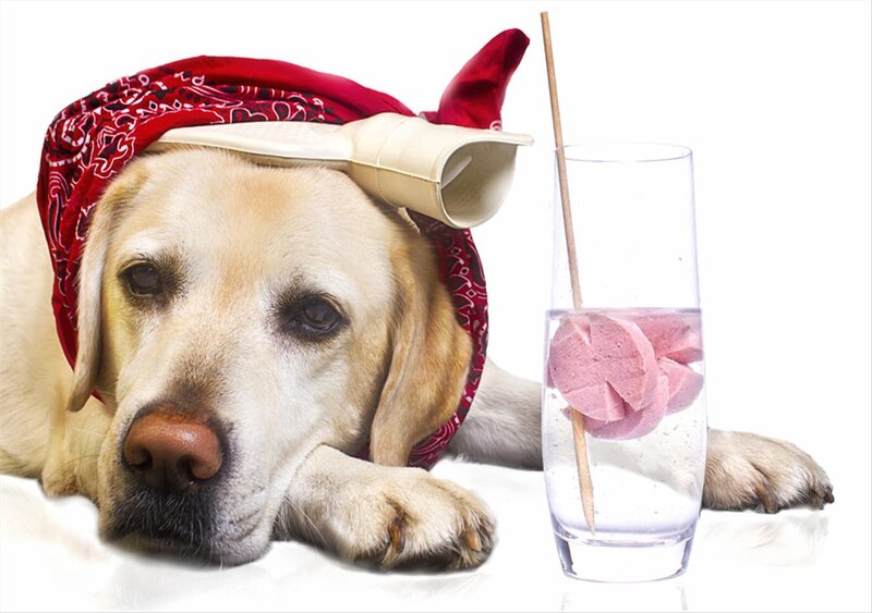 Yellow Labrador Dog — White, Calm, Photograph