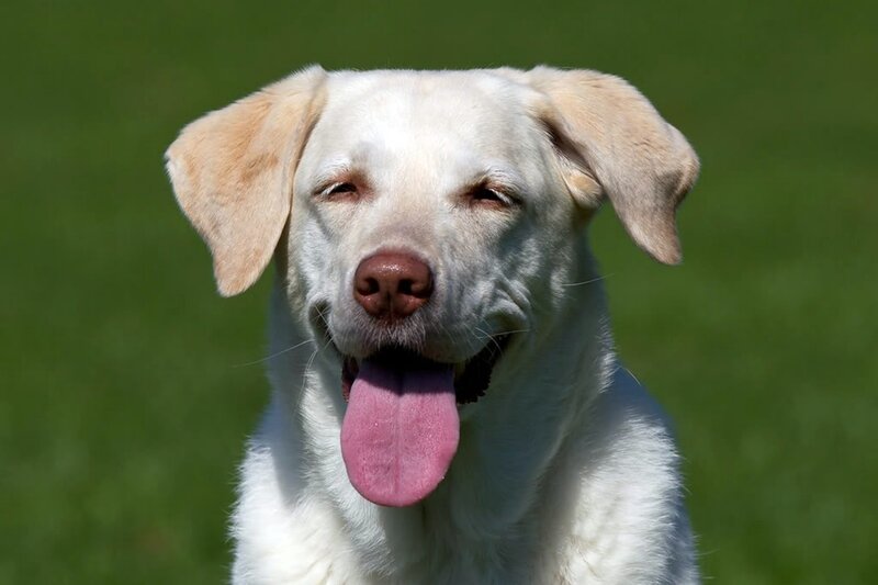 Yellow Labrador Dog — White, Calm