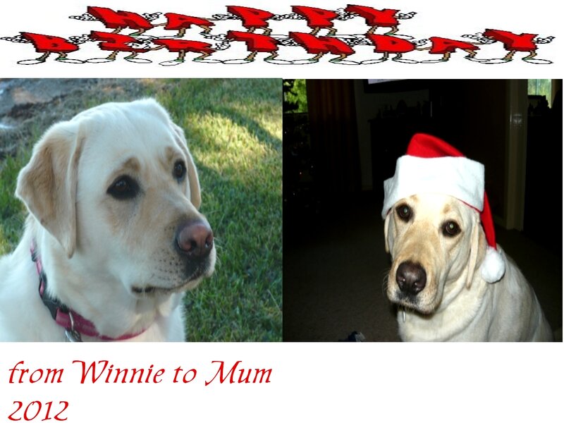 Yellow Labrador Dog — White, Celebratory