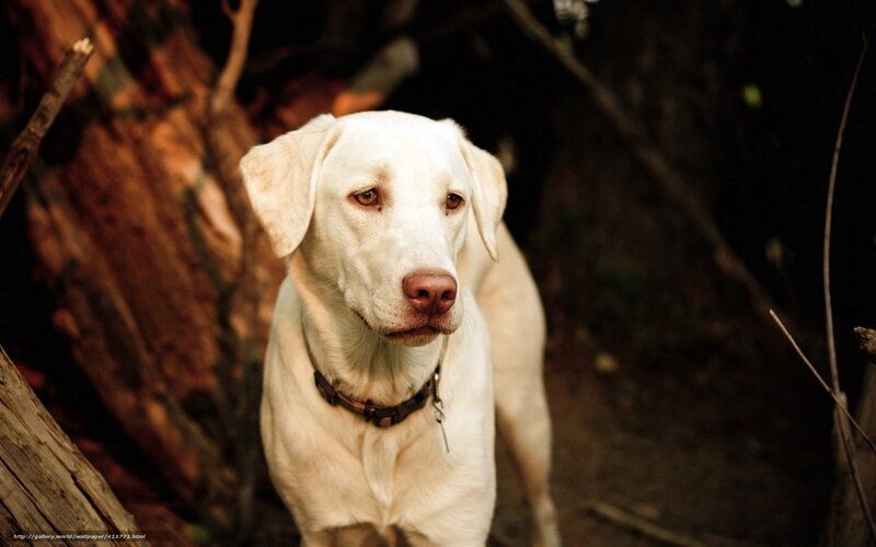 Yellow Labrador Dog — White, Natural