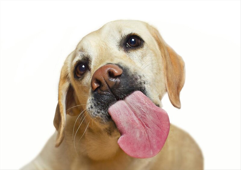 Yellow Labrador Dog — White, Playful