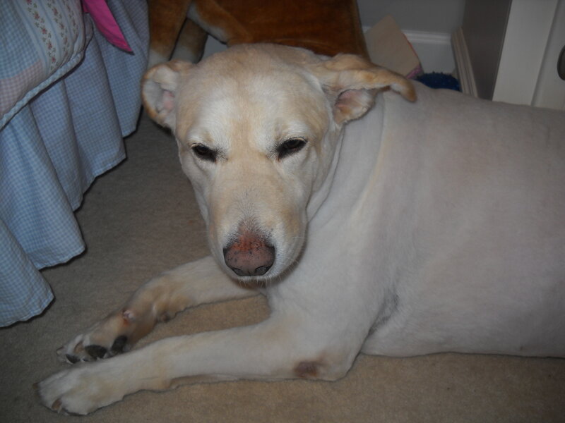 Yellow Labrador Dog — White