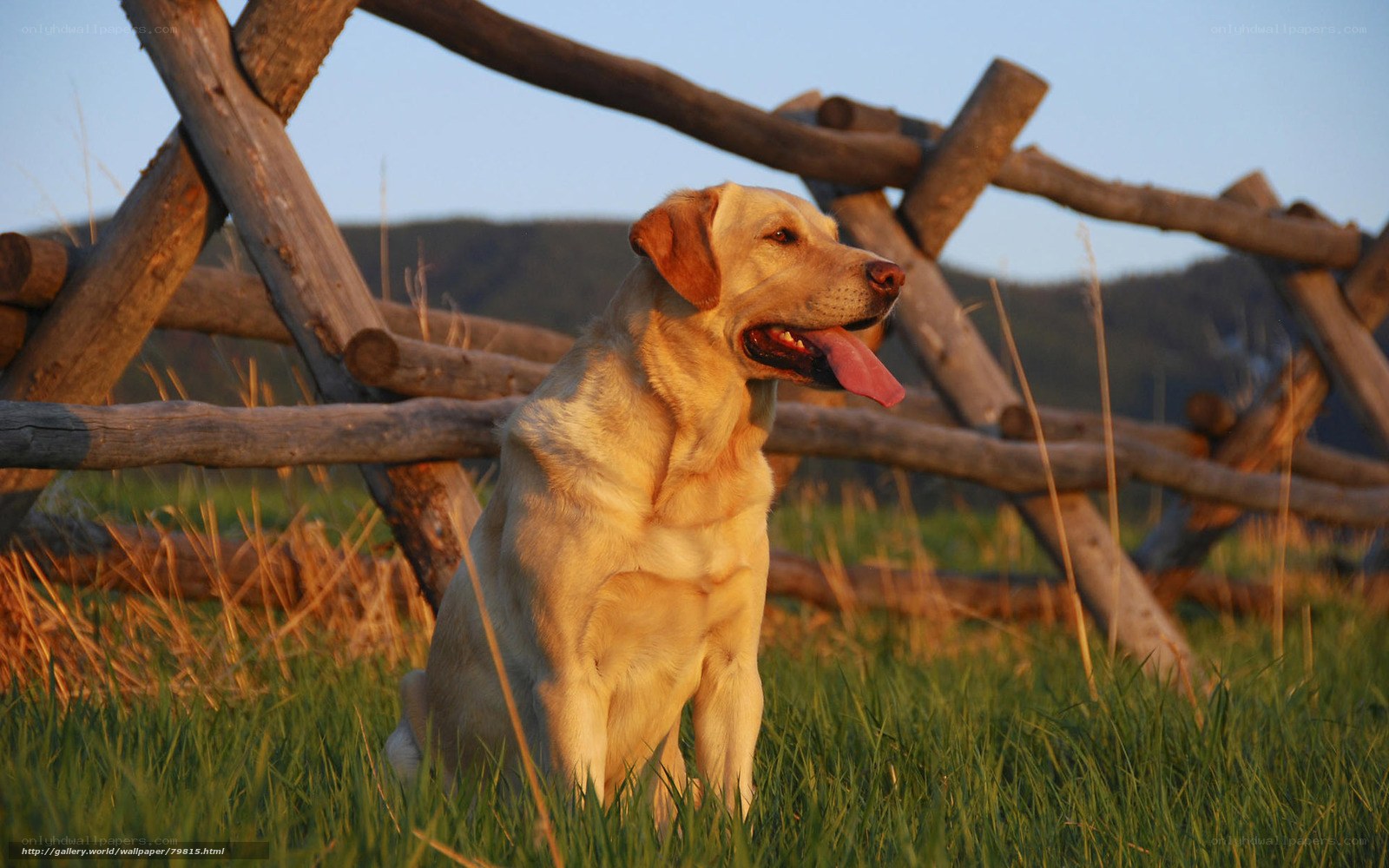 Yellow Labrador in a field