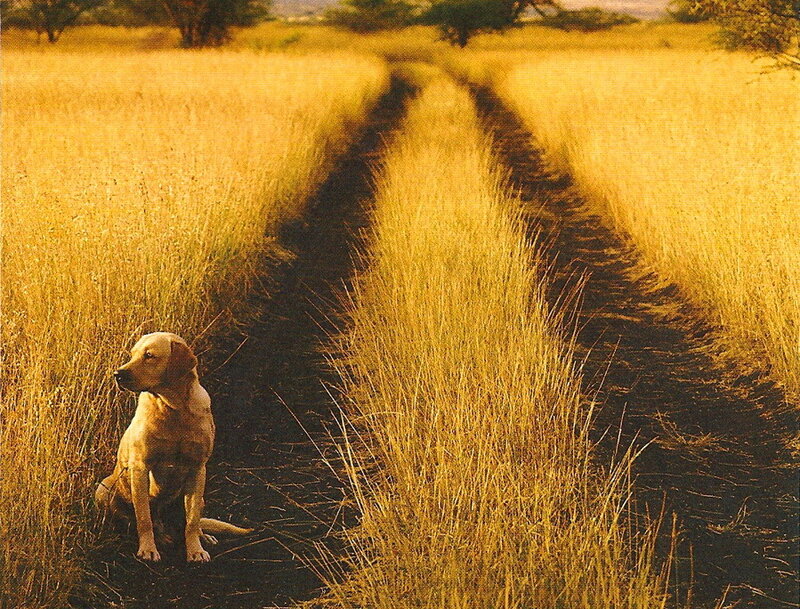 Yellow Labrador in Field