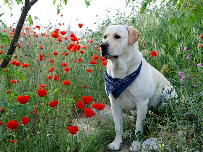 Yellow Labrador in Field — White