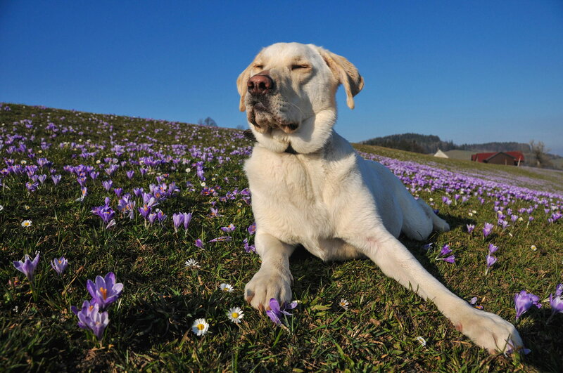 Yellow Labrador in Flowers — Blue