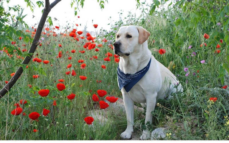 Yellow Labrador in Flowers