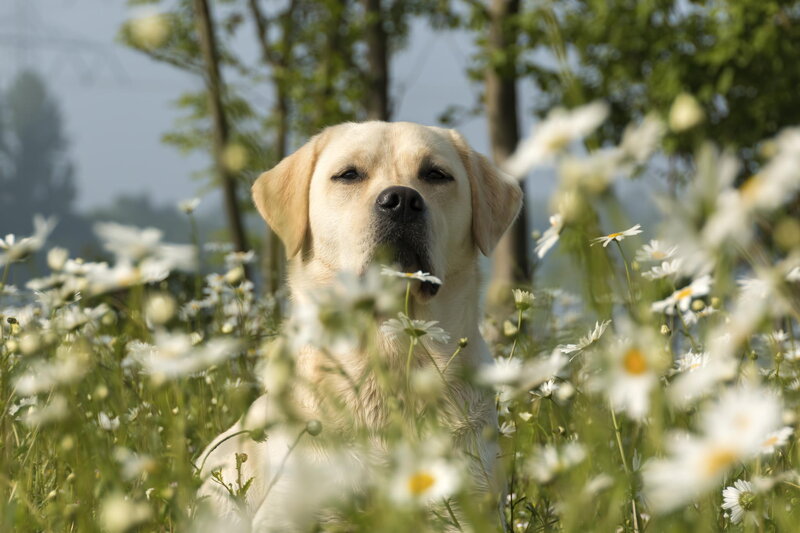 Yellow Labrador in Flowers — White, Serene