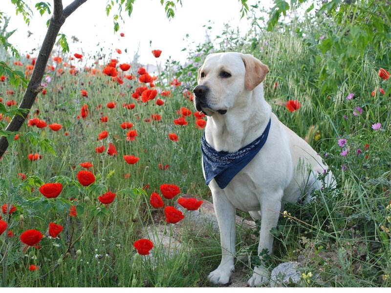 Yellow Labrador in Flowers — White