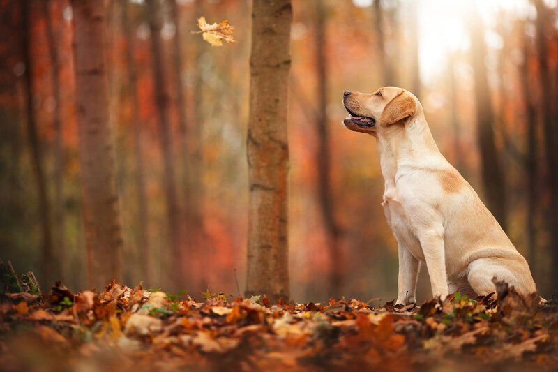 Yellow Labrador in Forest — Brown