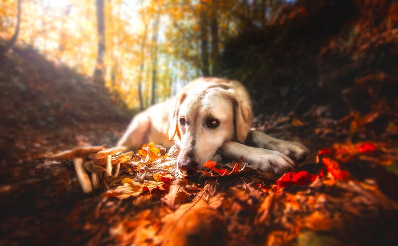 Yellow Labrador in Forest — Orange