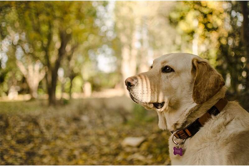 Yellow Labrador in Forest