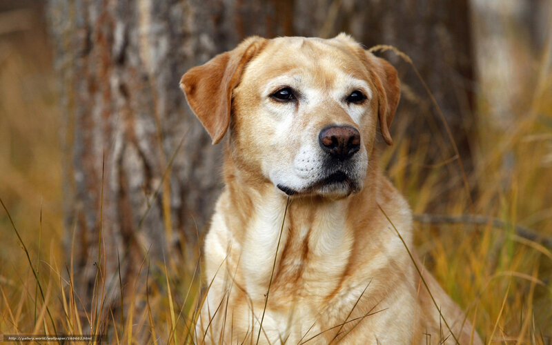 Yellow Labrador in Grass — Brown