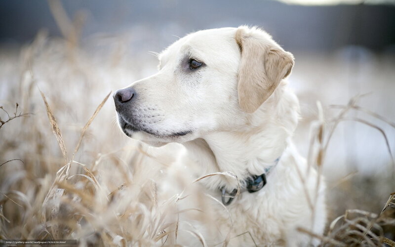 Yellow Labrador in Grass — White, Calm, Photograph, Collar