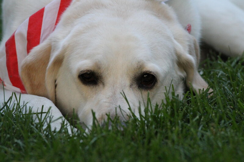 Yellow Labrador in Grass — White, Calm, Photograph