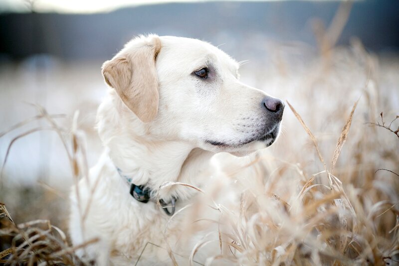 Yellow Labrador in Grass — White, Calm