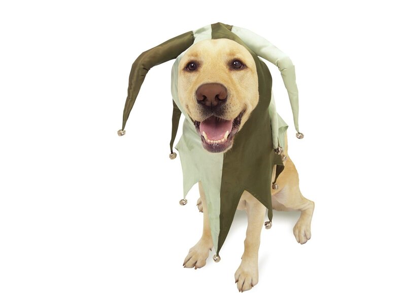Yellow Labrador in Jester Hat