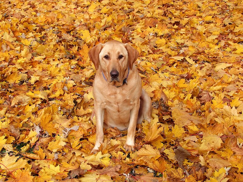 Yellow Labrador in Leaves