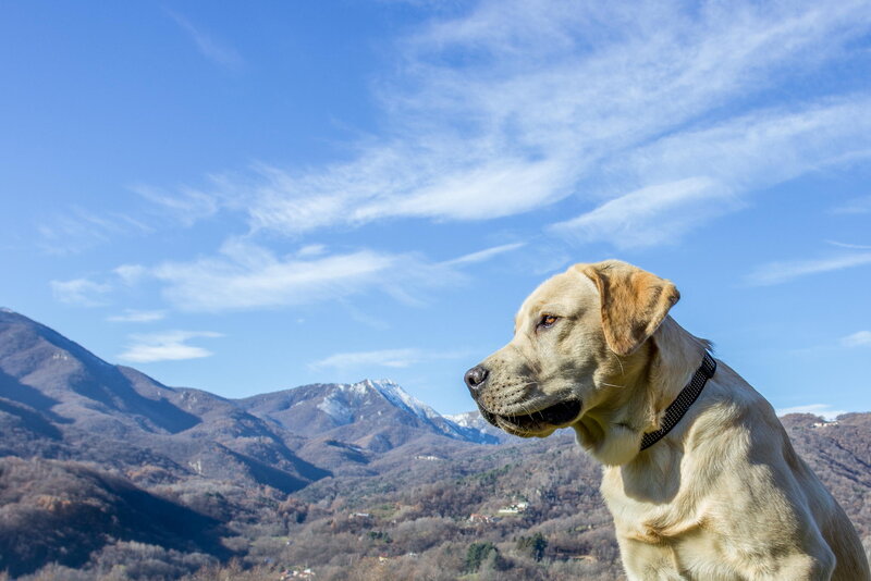 Yellow Labrador in Mountains